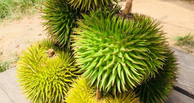 Tahukah Anda Durian Hutan  Asli Tumbuh di Muba Pelita Sumsel
