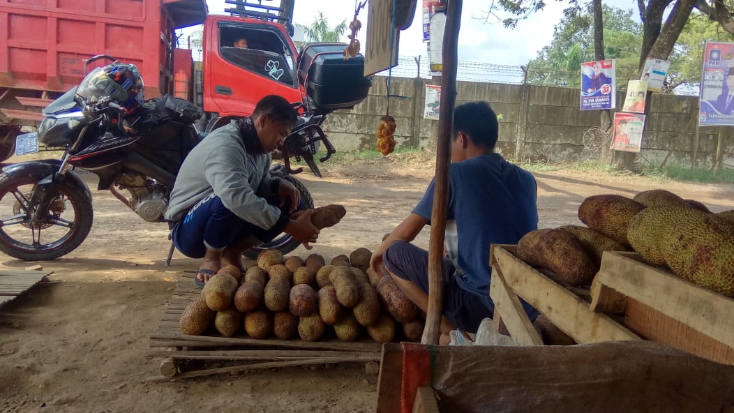 Cempedak Bangka 'Dicari' Orang Palembang