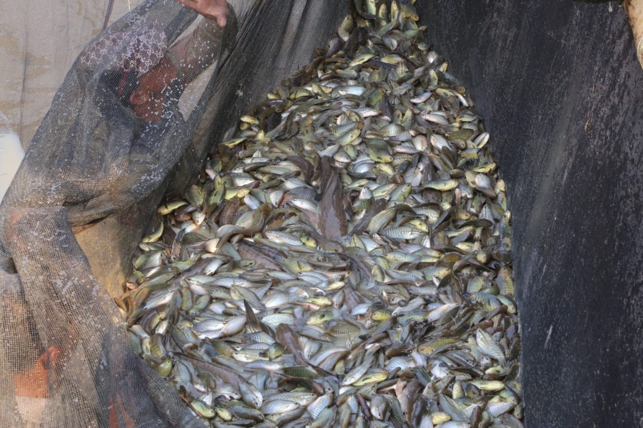 Herman Deru Ingin Melebung Ikan Dikemas Menjadi Wisata Baru di Sumsel
