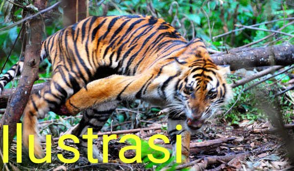 Terancam Harimau Sumatera , Cabut IPPKH PT SERD