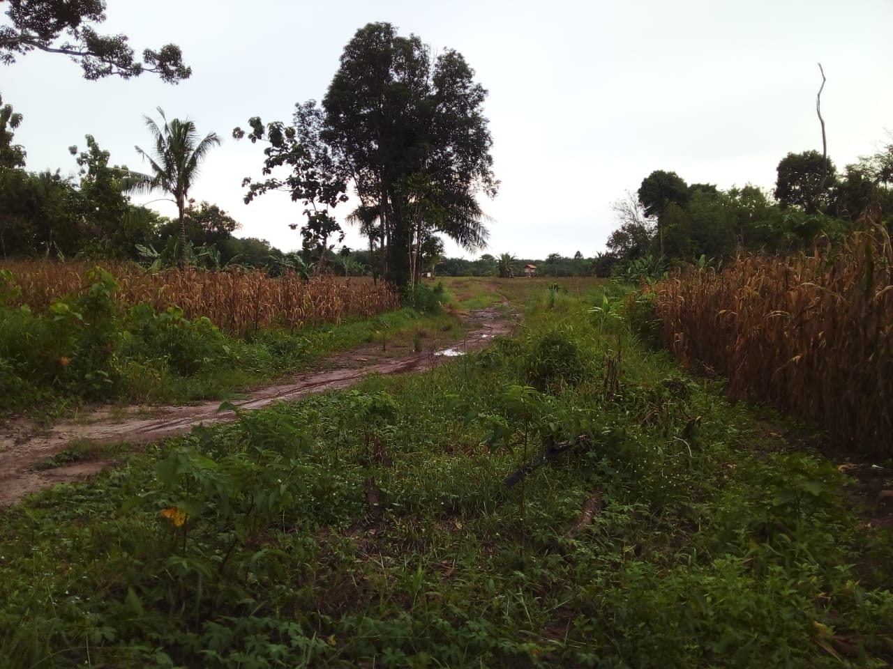 Tidak Diurus Akses Jalan Dusun Empat Talang Tengah Dikelilingi Rumput Liar