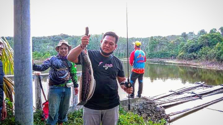 Banyak Ikan Langka, Tebat Suttan Raja Mas Tapus di Desa Pulau Negara Mulai Jadi Primadona Pemancing Toman Mania 