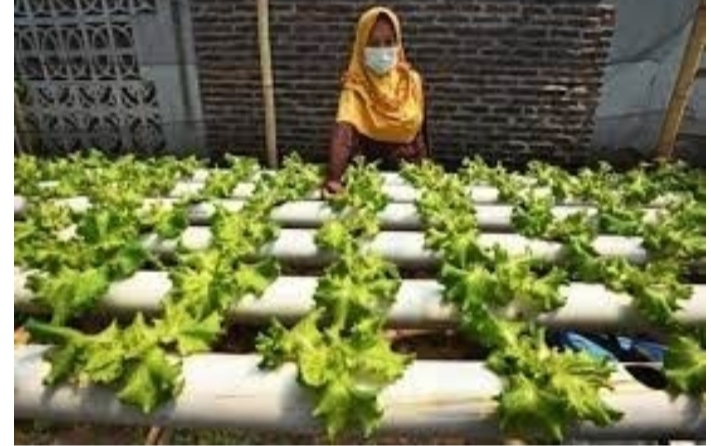 KPED Jabar Fasilitasi Urban Farming 1.000 Masjid