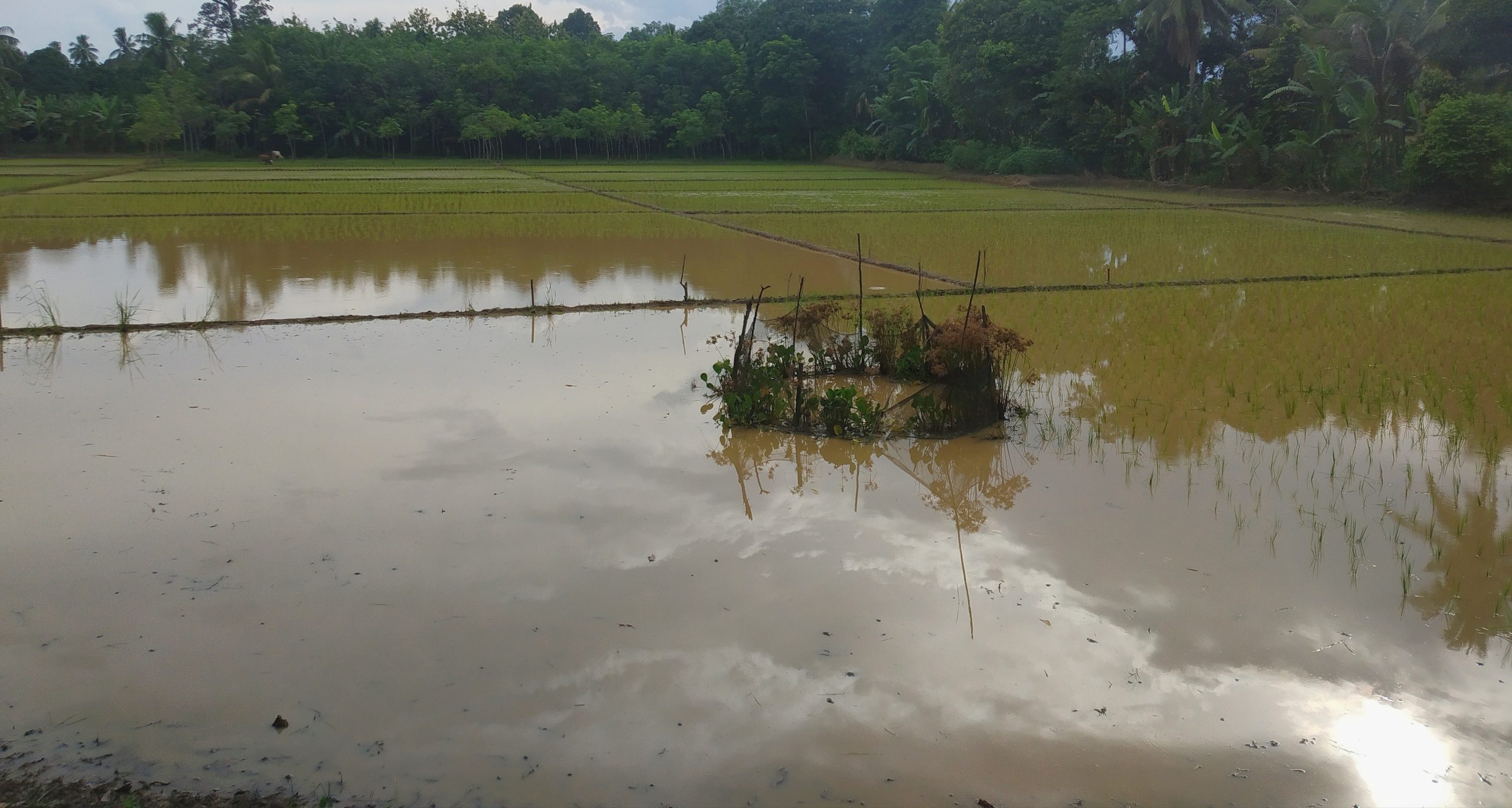 117 Hektare Sawah di OKU Timur Terendam Banjir, Satu Kecamatan Mengalami Puso