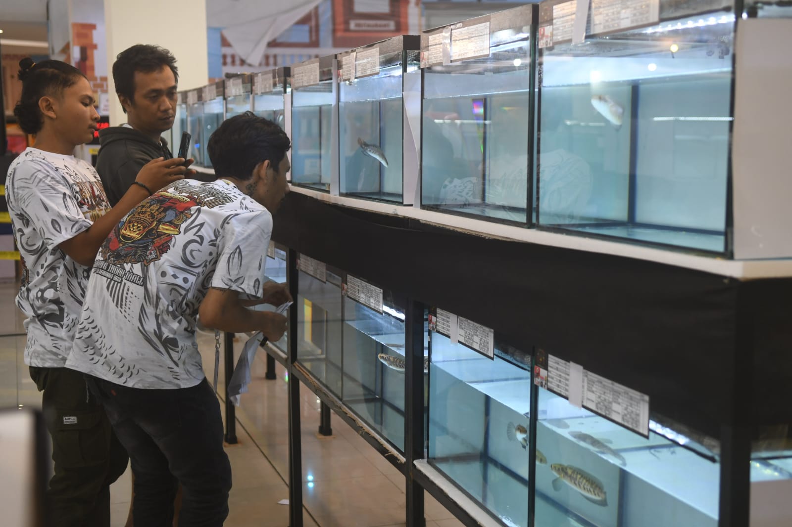 300 Ikan Channa Tampil di Sriwijaya Channa Contest