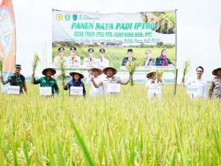 Bupati OKI Akui Gubernur Berkontribusi Besar Tingkatkan Produktifitas Pertanian di Daerah